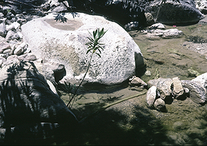 LEICA M3, SUMMICRON 2/50